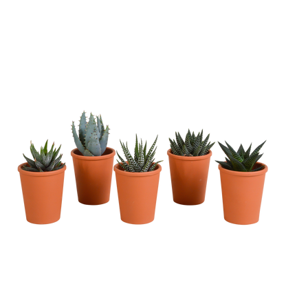 Gasteria & Haworthia Sukkulenten-Mix im Terrakotta-Topf