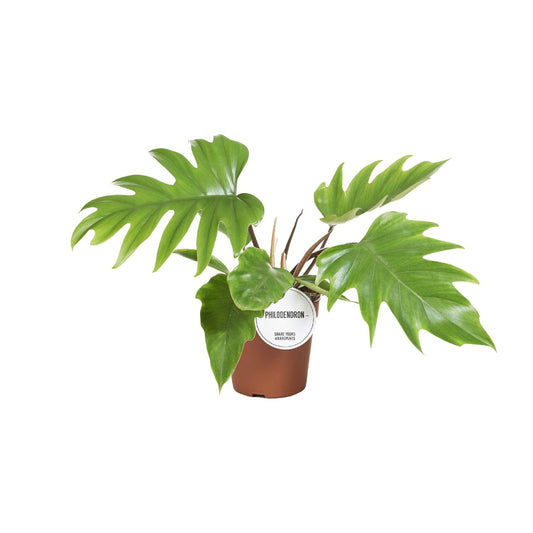 Philodendron Mayoi – Pflegeleichte tropische Zimmerpflanze Ø15cm