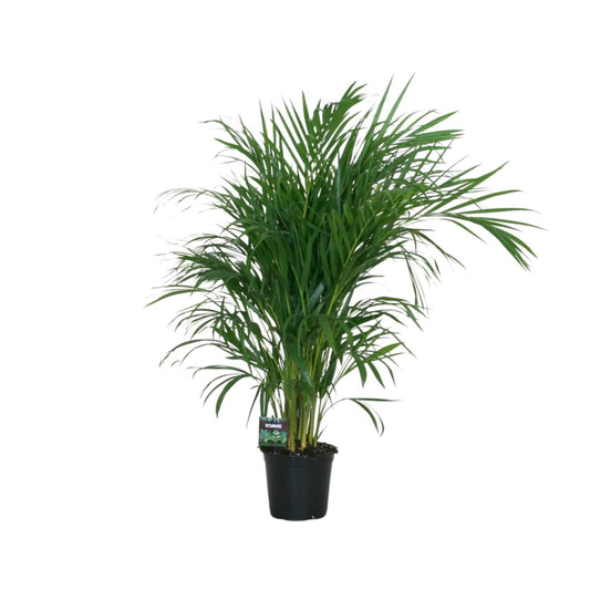 Dypsis Lutescens Bambuspalme Ø19cm – ca. 100cm hoch