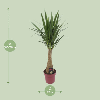 Yucca 'Maya Tree' – Pflegeleichte Zimmerpflanze Ø27cm, 110cm hoch