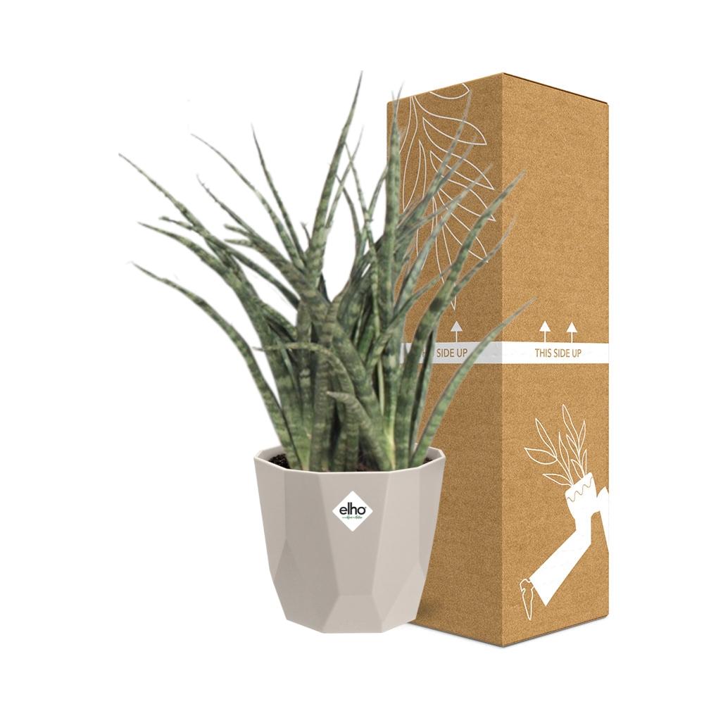 Sansevieria Fernwood Punk in ELHO b.for rock 14 cm warm grey