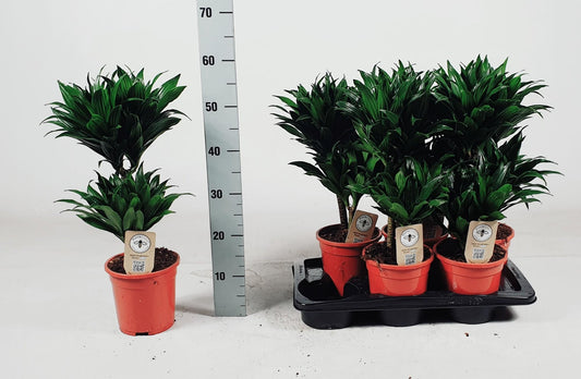 Dracaena Compacta – Pflegeleichte Zimmerpflanze 55 cm