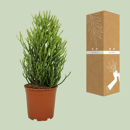 Bleistiftstrauch (Euphorbia) Ø21cm, 60cm hoch, pflegeleicht