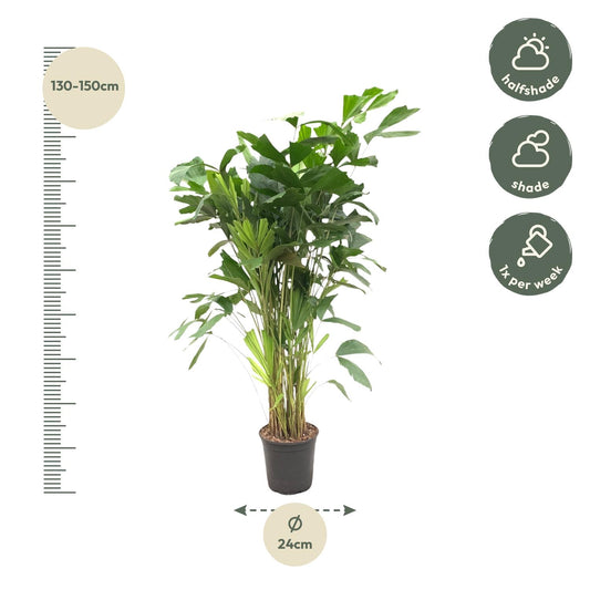 Caryota Mitis – Tropische Fischschwanzpalme 140 cm