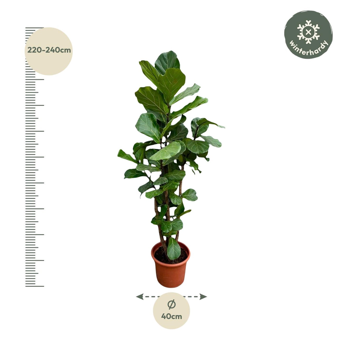 Ficus Lyrata XXL – Geigenfeige 220 cm, ø40 cm