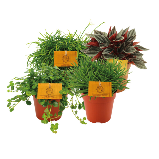 Tour um die Welt – 4er Set pflegeleichte Zimmerpflanzen Ø12–20 cm