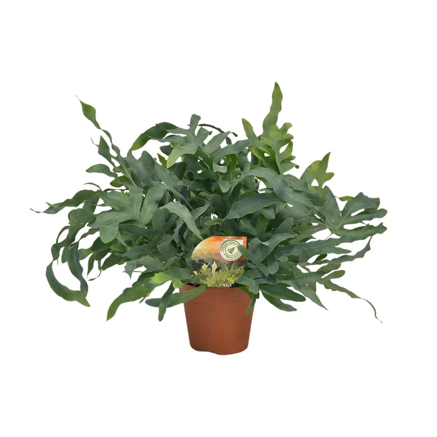 Phlebodium Blue Star – Luftreinigende Zimmerpflanze Ø17cm