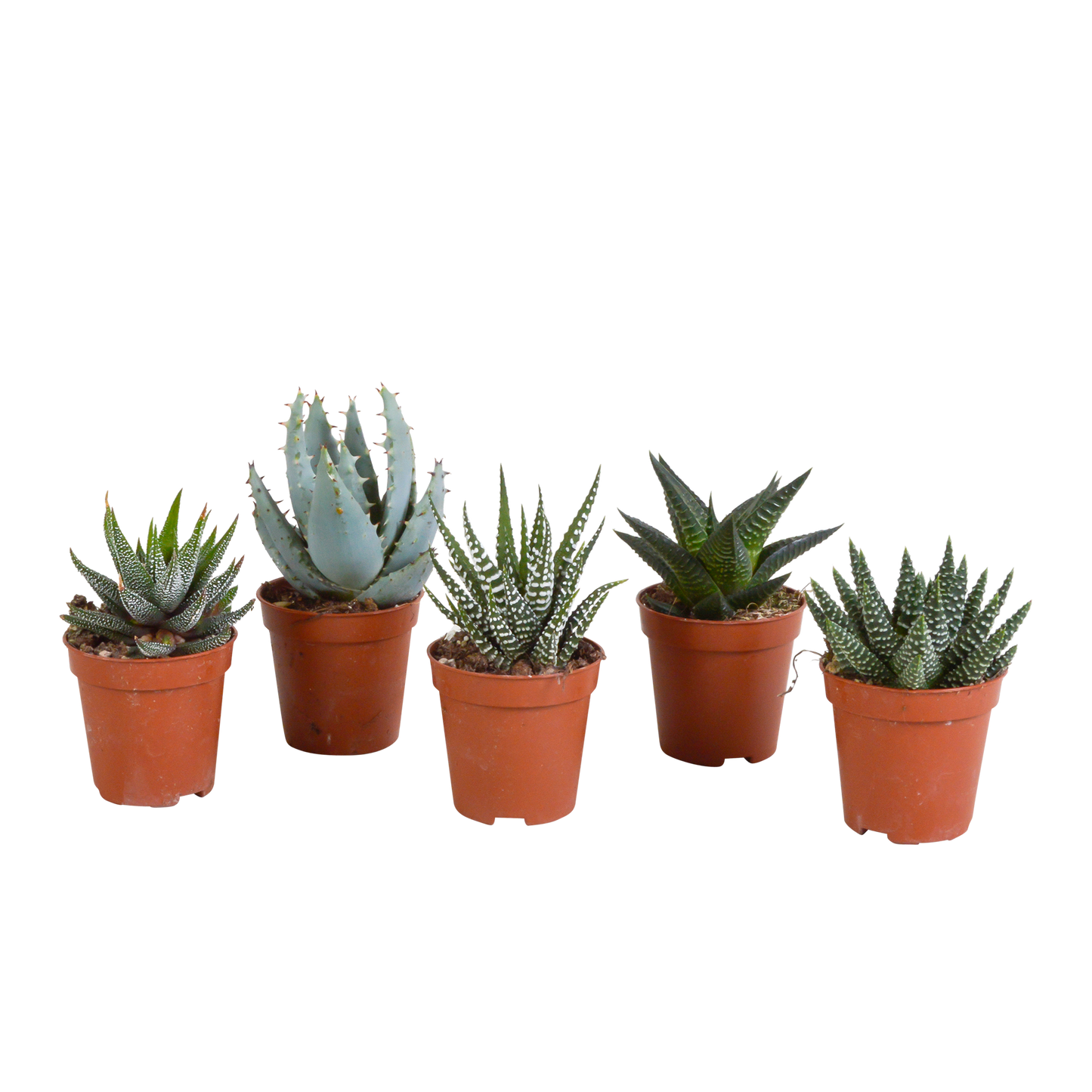 Gasteria & Haworthia Sukkulenten 5er Set ohne Topf