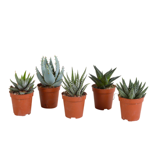 Gasteria & Haworthia Sukkulenten 5er Set ohne Topf