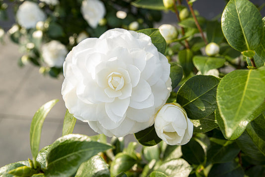 Kamelie 'Nuccio's Gem' – Eleganter Zierstrauch Ø19cm, 65cm