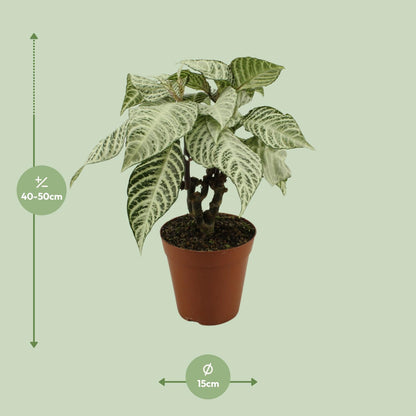 Aphelandra White Wash – Zebrapflanze Ø15cm, 50cm hoch