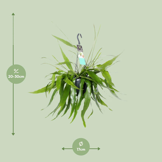 Epiphyllum Pumilum – Fishbone Kaktus Ø17cm, 30cm hoch