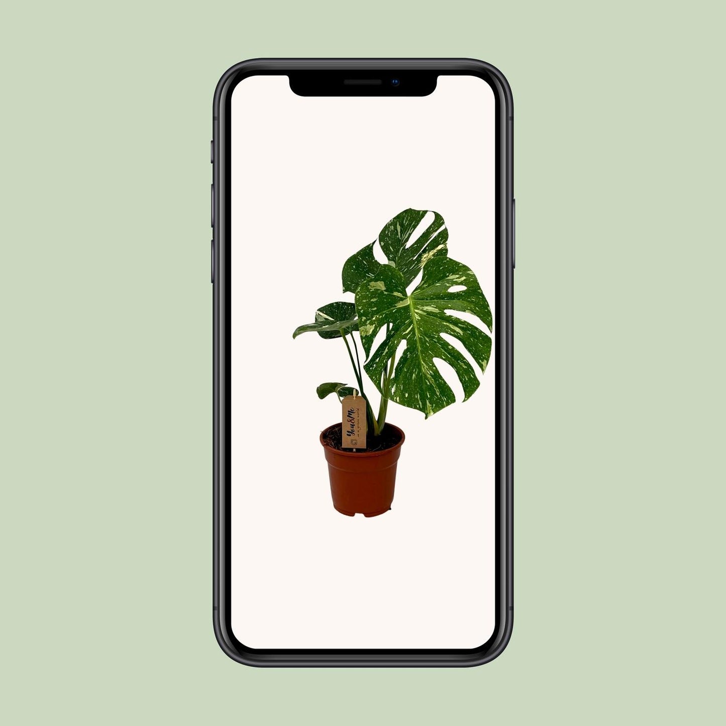 Monstera Deliciosa – Pflegeleichte Trendpflanze Ø17cm