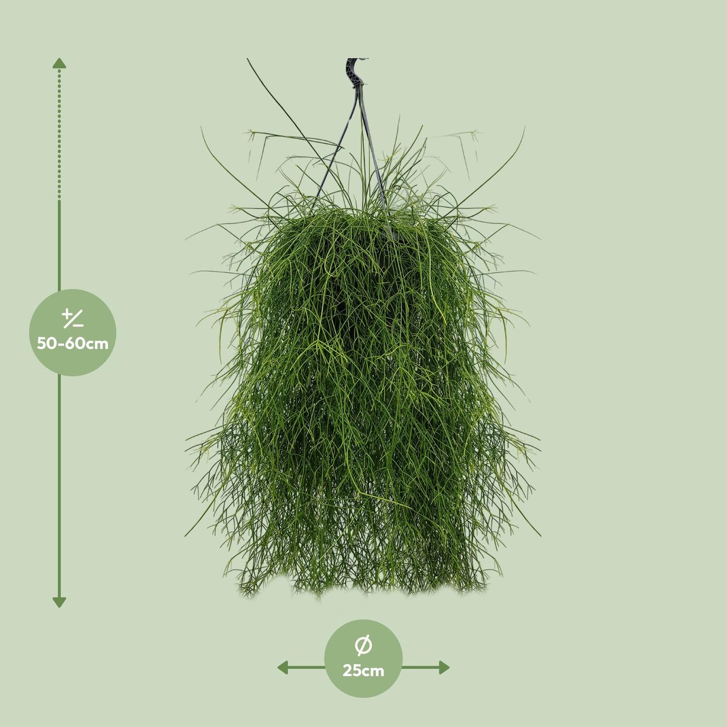 Rhipsalis Cassutha – Pflegeleichter Mistelkaktus 25 cm