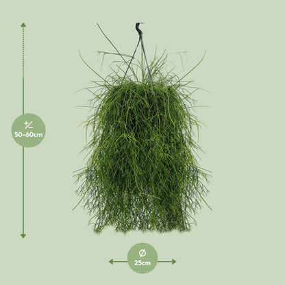 Rhipsalis Cassutha – Pflegeleichter Mistelkaktus 25 cm
