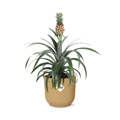 Ananas Mi Amigo Zimmerpflanze im ELHO Vibes Fold Topf 14cm Gelb