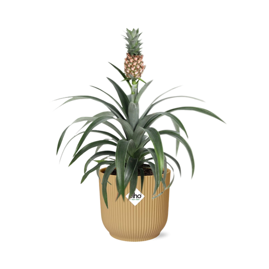 Ananas Mi Amigo Zimmerpflanze im ELHO Vibes Fold Topf 14cm Gelb