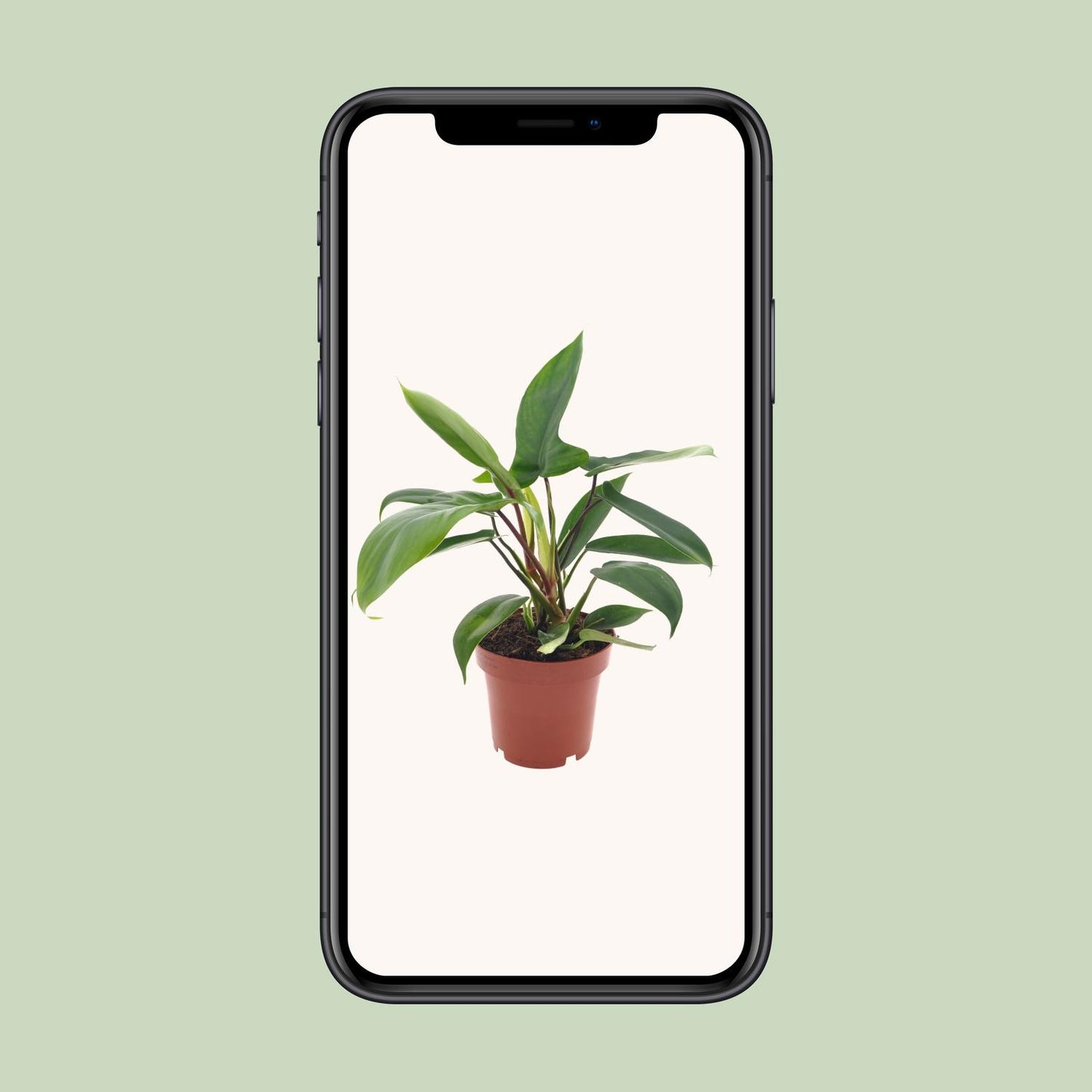 Philodendron Florida Green – Pflegeleichte Zimmerpflanze Ø12cm