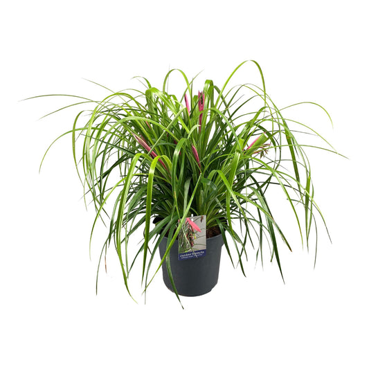 Königin der Tränen – Pflegeleichte Zimmerpflanze Ø24cm, 70cm hoch