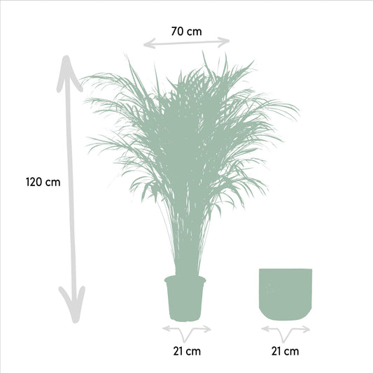 Areca-Palme mit Topf – 110 cm Höhe, Ø 21 cm