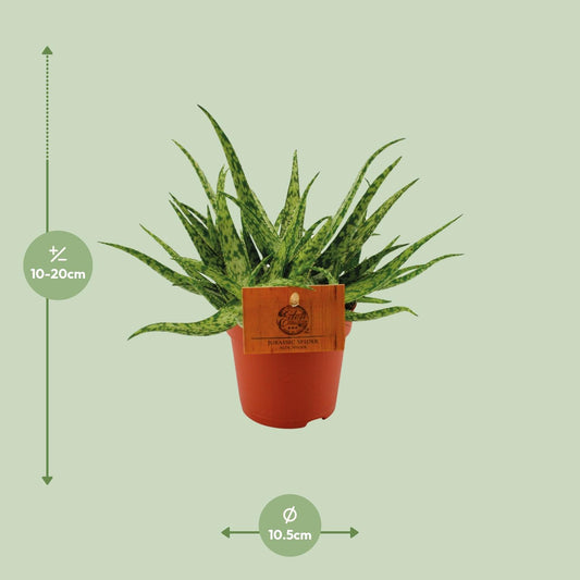 Aloe Vera 'Spider' – Pflegeleichte Zimmerpflanze