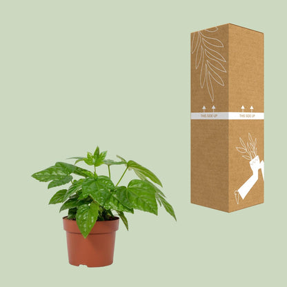 Fatsia Japonica – Pflegeleichte Japanische Aralie im 12 cm Topf
