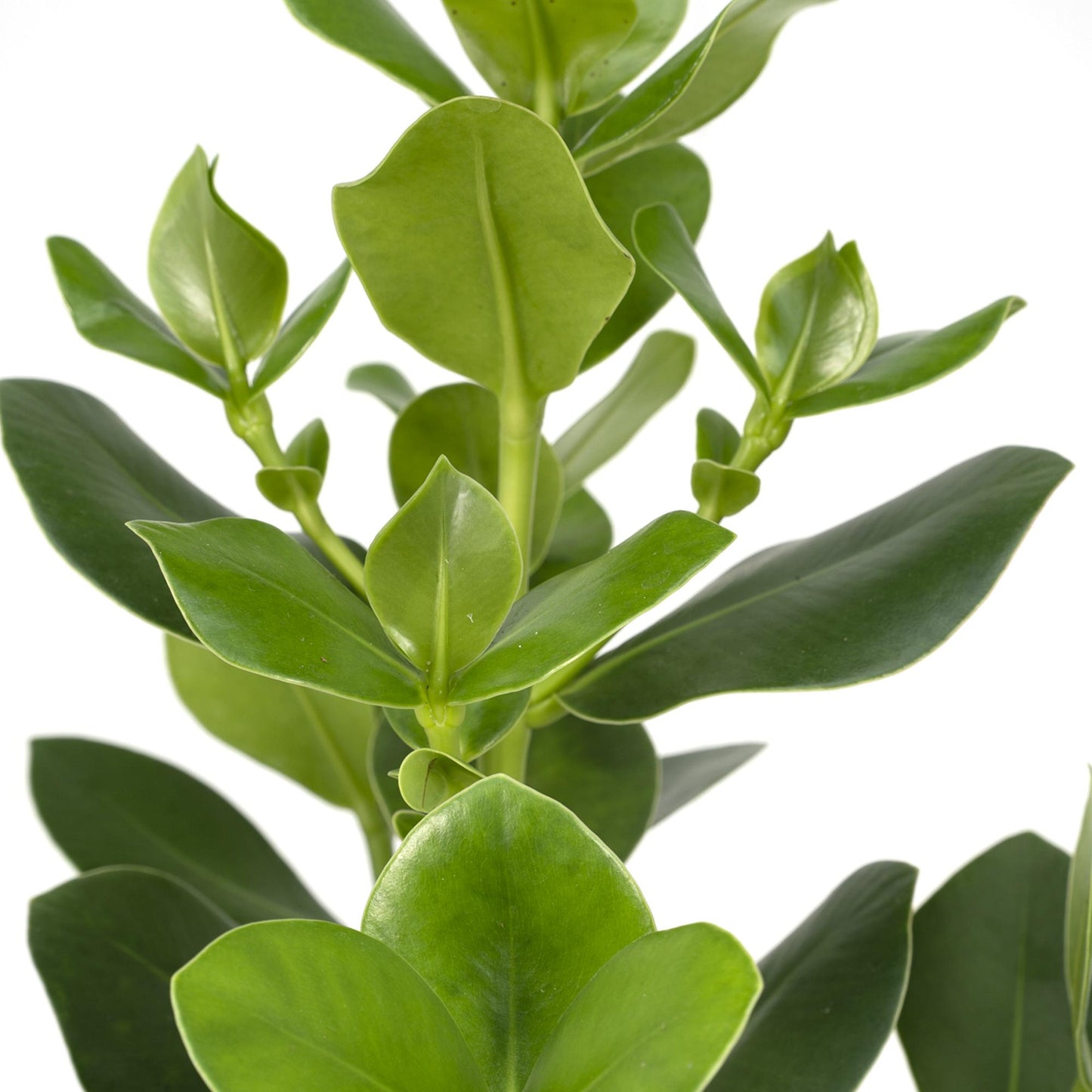Clusia Rosea 'Princess' – Pflegeleichte Zimmerpflanze 60 cm
