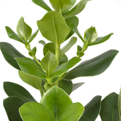 Clusia Rosea 'Princess' – Pflegeleichte Zimmerpflanze 60 cm