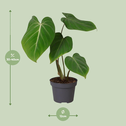 Philodendron Gloriosum – Pflegeleichte Zimmerpflanze Ø12cm