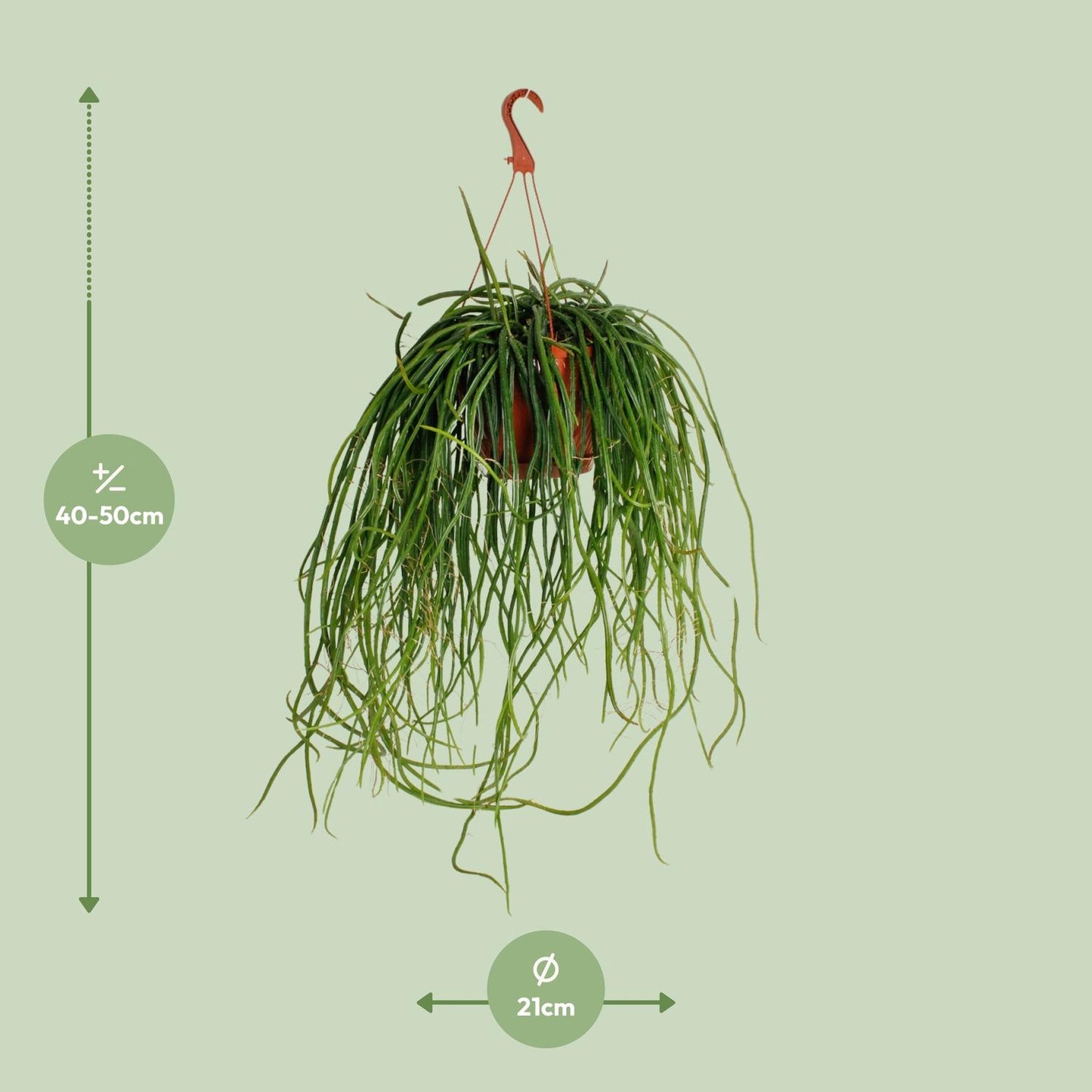 Selenisereus Wercklei – Pflegeleichter Kaktus Ø21cm