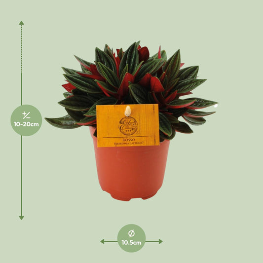 Peperomia Caperata Rosso – kompakte, pflegeleichte Zimmerpflanze Ø11cm