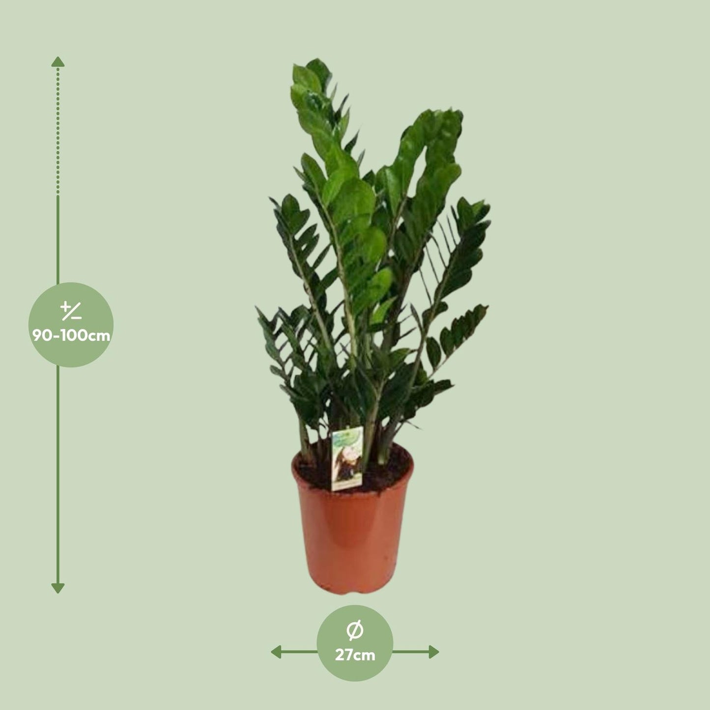 Zamioculcas Zamiifolia Ø27cm – Pflegeleichte Zimmerpflanze
