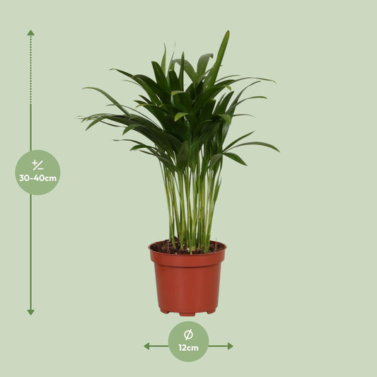 Areca Catechu – Tropische, pflegeleichte Zimmerpflanze Ø12cm