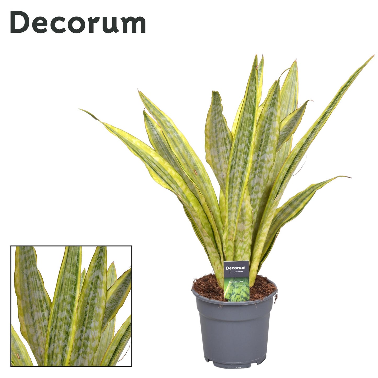Sansevieria Aubrytniana Lauren – Pflegeleichte Trendpflanze Ø17cm