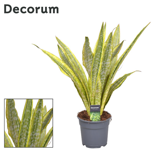 Sansevieria Aubrytniana Lauren – Pflegeleichte Trendpflanze Ø17cm