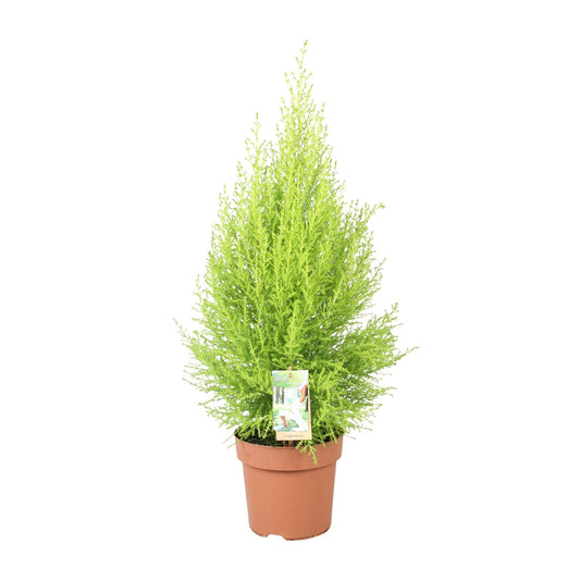 Cupressus Goldcrest Wilma – Pflegeleichte Zeder Ø17cm