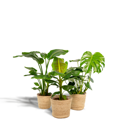 Zimmerpflanzen-Set: Monstera, Alocasia & Strelitzia im Korb