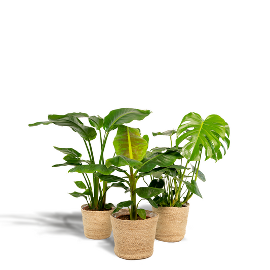 Zimmerpflanzen-Set: Monstera, Alocasia & Strelitzia im Korb