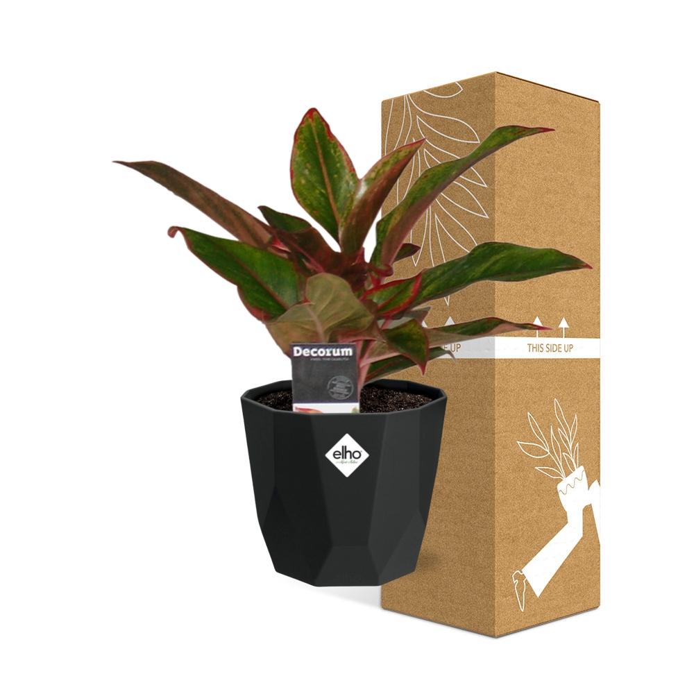 Aglaonema Crete – Pflegeleichte Zimmerpflanze 14cm Topf