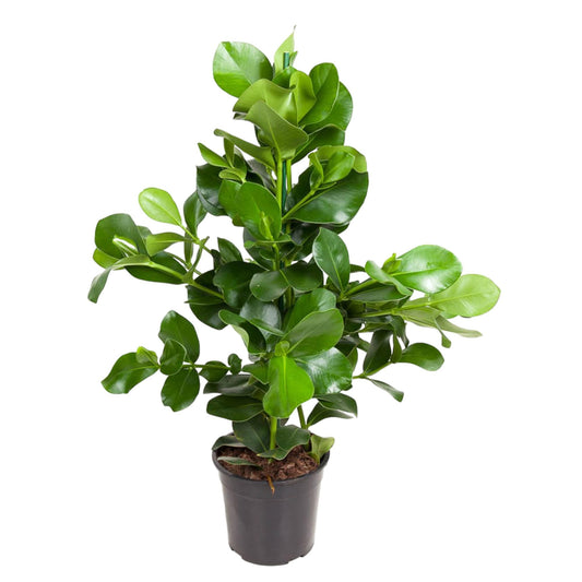 Clusia Rosea – Robuste und pflegeleichte Zimmerpflanze 110 cm