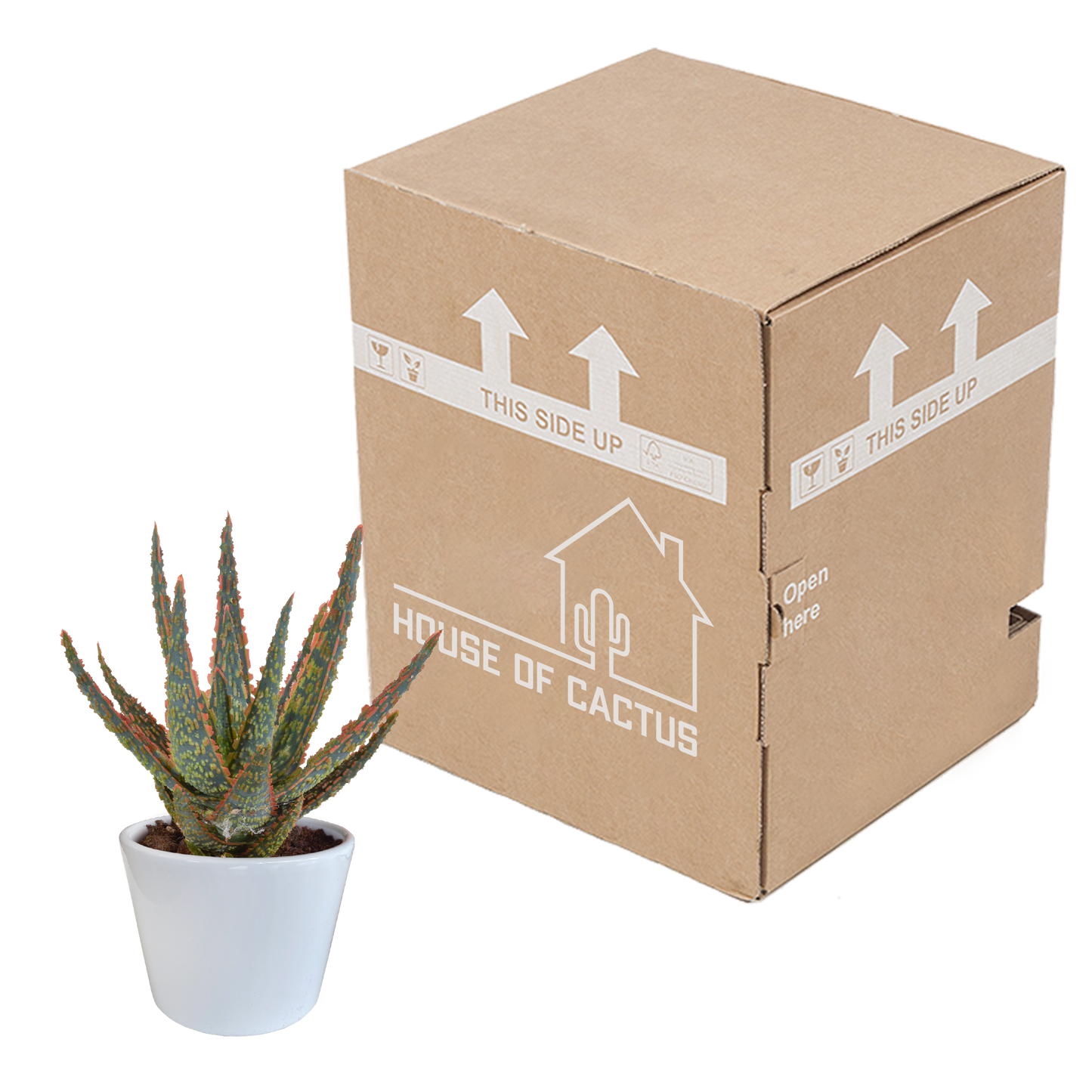 Aloe Zebrina Dannyz 10,5cm im weißen Topf