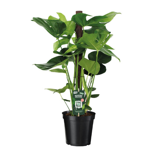 Monstera Deliciosa – Pflegeleichte Zimmerpflanze Ø19cm