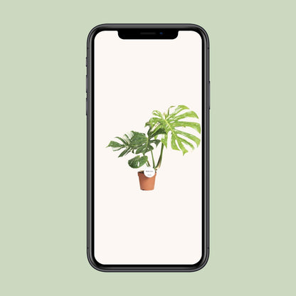 Monstera Thai Constellation – Pflegeleichte Exotische Zimmerpflanze Ø15cm