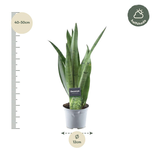 Sansevieria Spearmint – Pflegeleichter Bogenhanf 45 cm