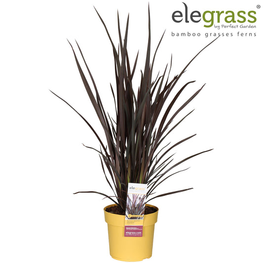 Phormium Rubra Nana – Robuste Gartenpflanze Ø19cm