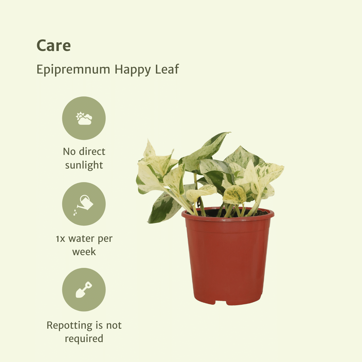 4x Epipremnum Happy Leaf – pflegeleichte Kletterpflanze 15cm