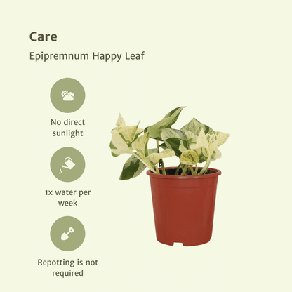 4x Epipremnum Happy Leaf – pflegeleichte Kletterpflanze 15cm