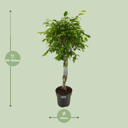 Ficus Benjamina Exotica Geflechtstamm Ø24cm, ca. 100cm hoch