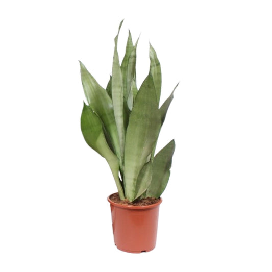 Sansevieria Moonshine – Pflegeleichte Zimmerpflanze Ø17cm