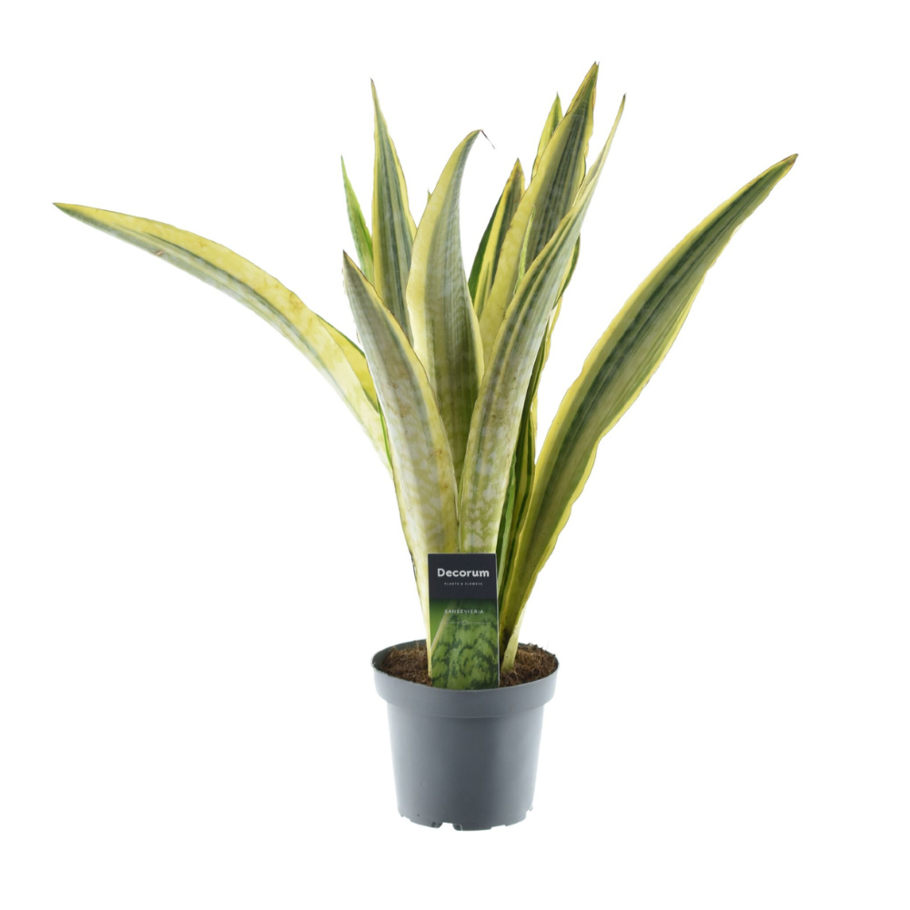 Sansevieria Aubrytniana Lauren – Pflegeleichte Trendpflanze Ø14cm